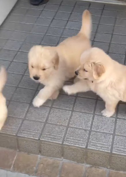 喜びを共有しあう子犬たち