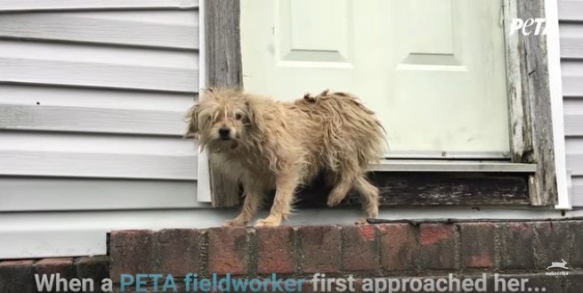 ドアの前に立ち止まる犬