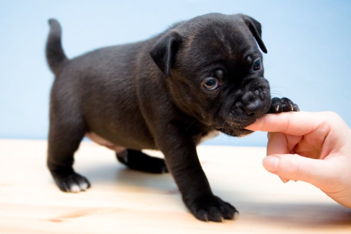 甘加味する子犬