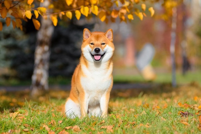 落ち葉と柴犬