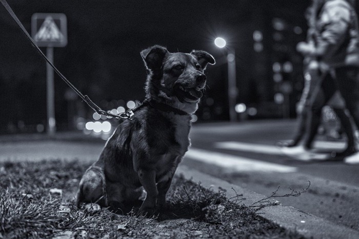 白黒の黒い犬