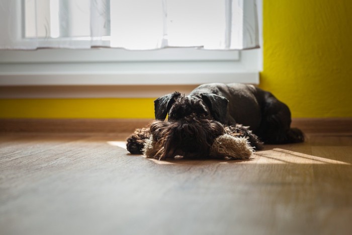 日向で眠る犬