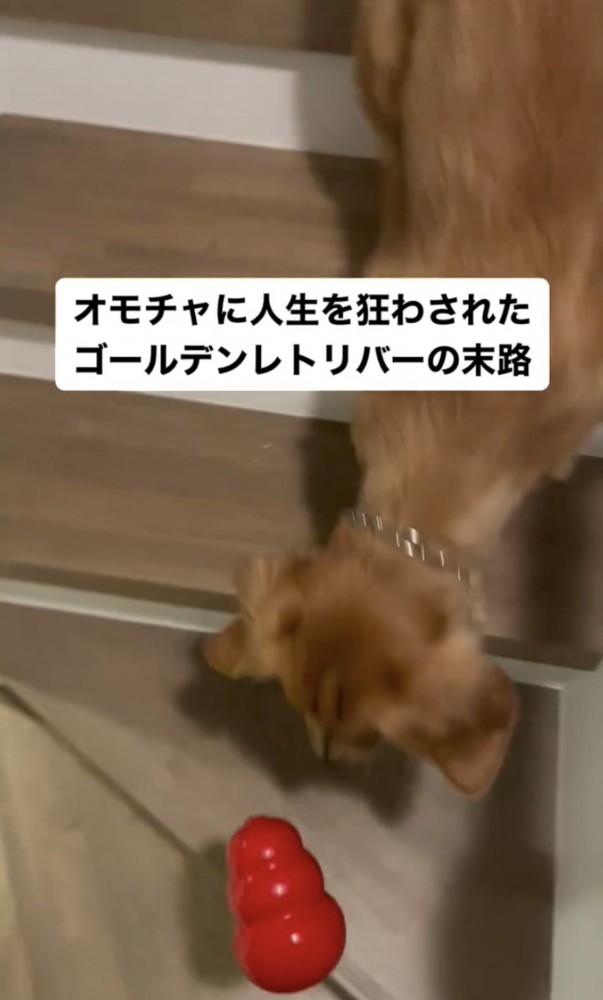 おもちゃを転がす犬