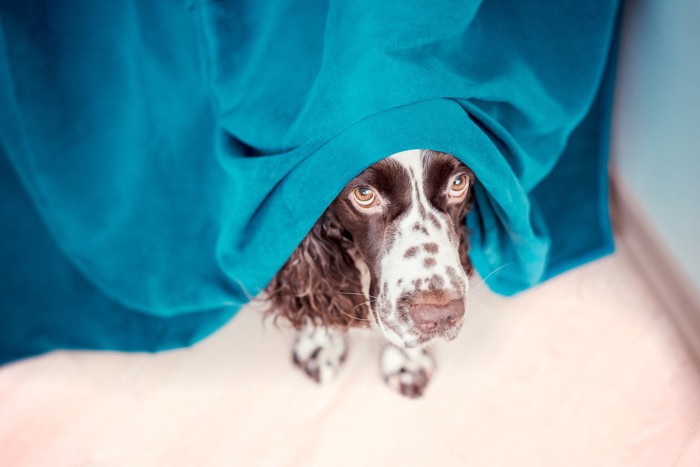 青い布から顔をのぞかせる犬