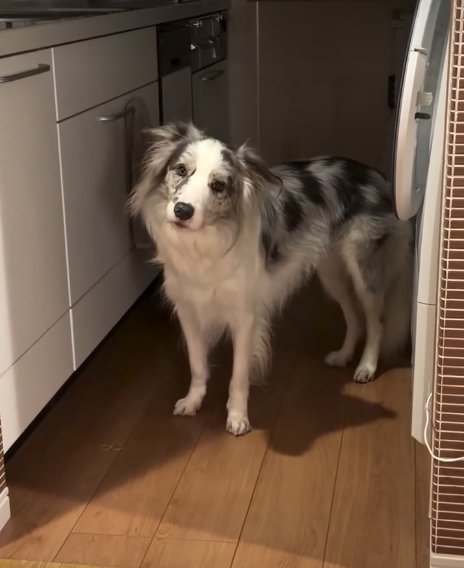 首をかしげる犬1