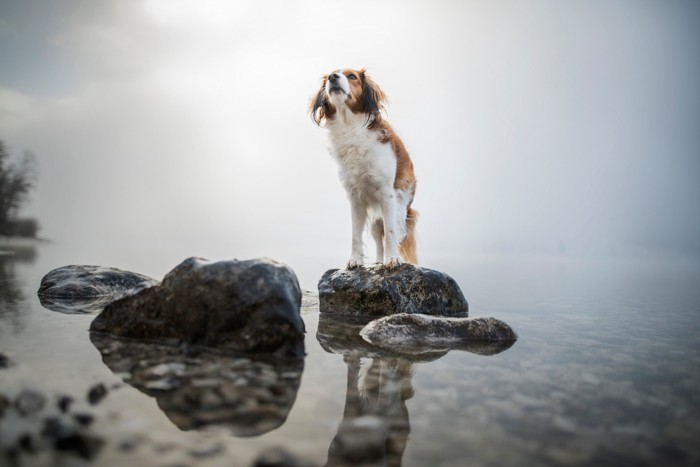 湖の岩場に立つコーイケルホンディエ