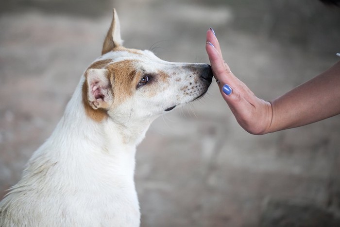 犬の鼻先に手をかざして制止する飼い主