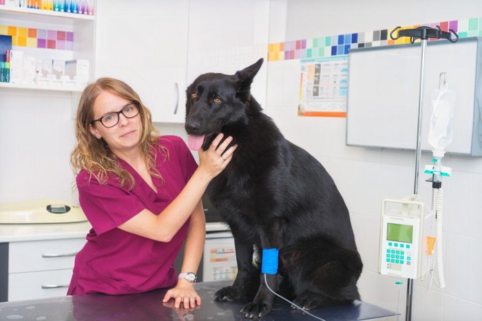 診察されている犬