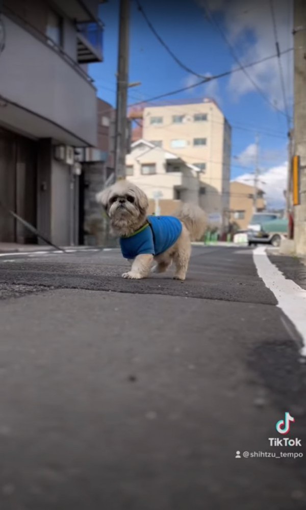 画面左側に向いながらカメラを見つめて右後ろ足を上げている犬（画面中央）