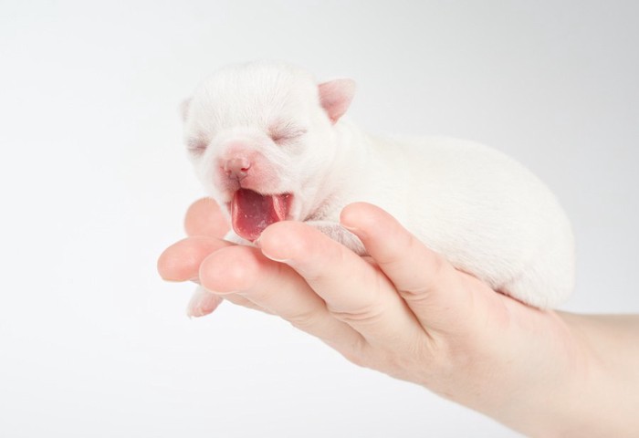 手のひらに乗る目の開いていない白い子犬