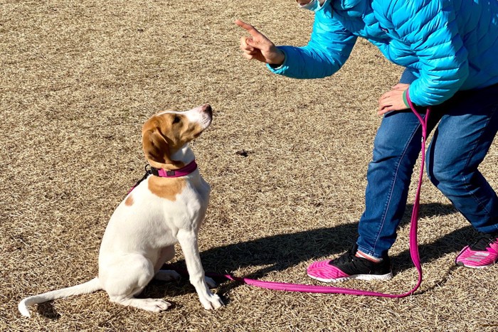 人差し指で指示する女性を見上げる犬