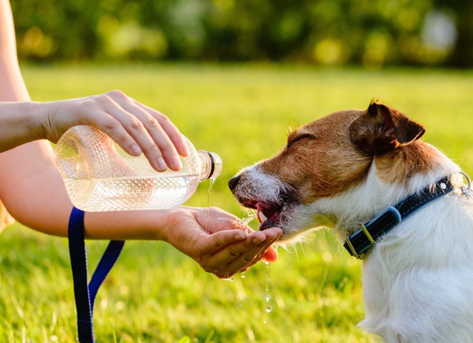 外で水を飲む犬