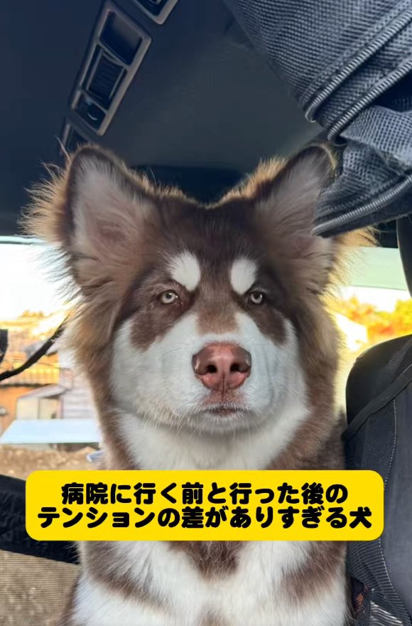 真顔の琥珀くん