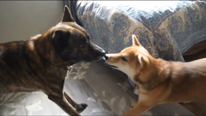 引っ張り合いをする子犬と成犬