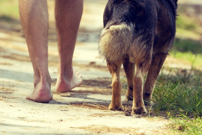 並んで歩く犬と飼い主の足