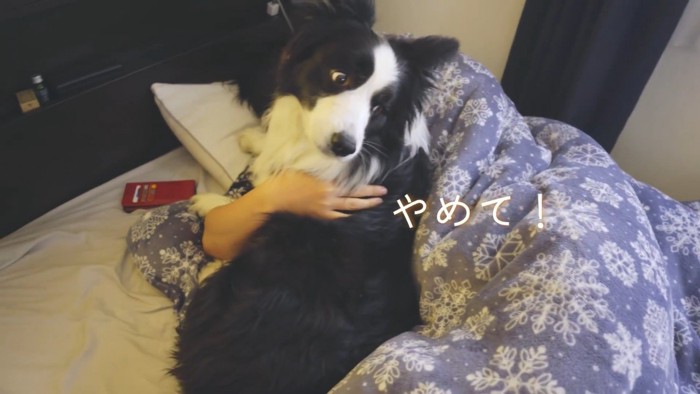 「お布団はぐのやめて!」