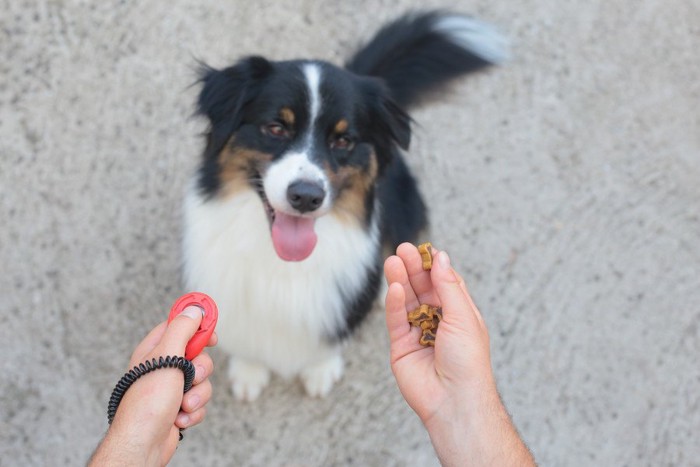 213818581 クリッカートレーニングを受ける犬