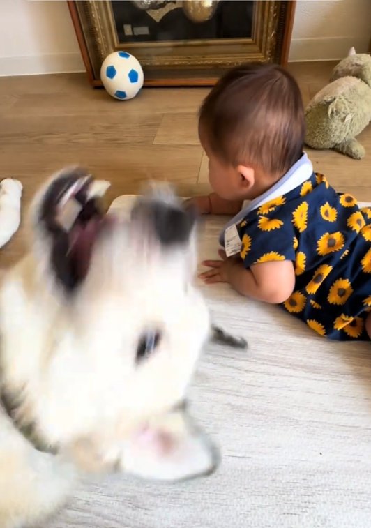 怒る犬