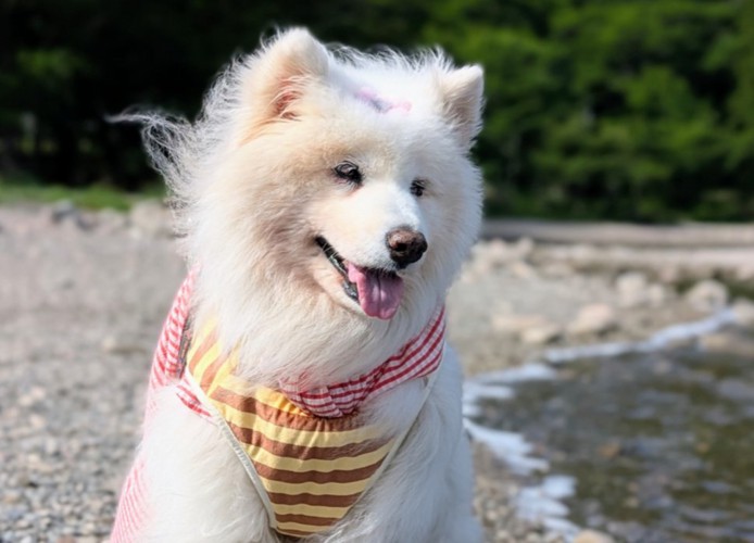 ニコニコ