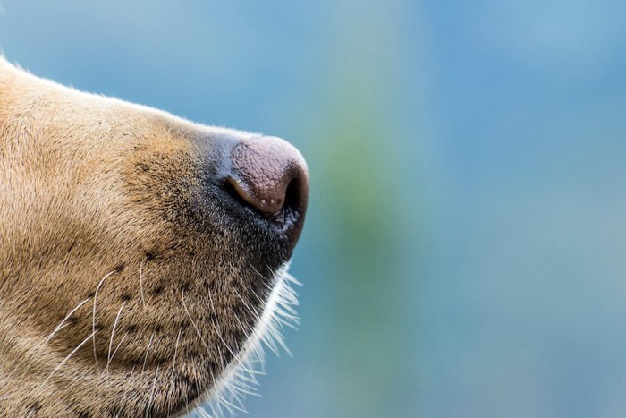 横を向いた犬の鼻先アップ