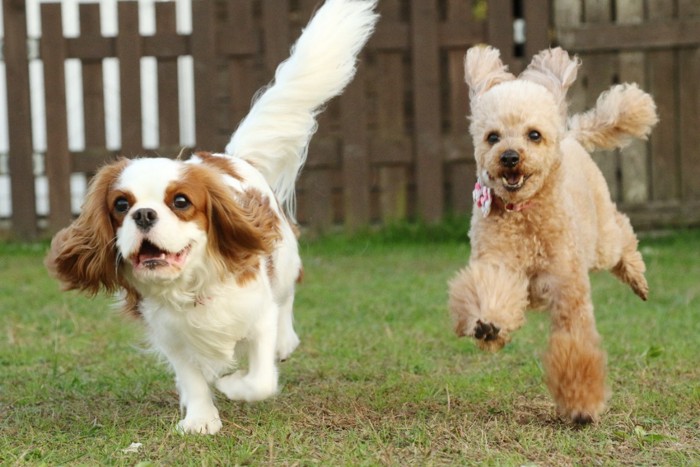 一緒に遊ぶ2頭の犬