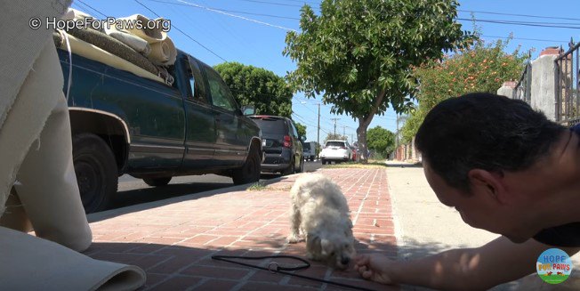 手から直接食べ物を受け取る犬