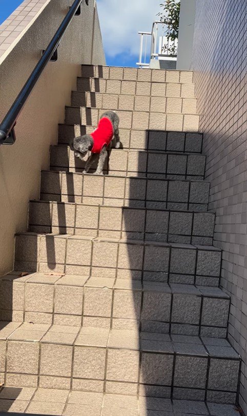 頑張って階段を下りるリロちゃん7