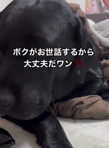 自分の顔でセキセイインコを隠すラブラドールレトリバー
