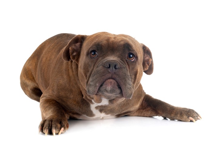 不安そうな表情で伏せているアメリカンブリー