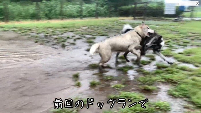 ドッグランで泥遊び！