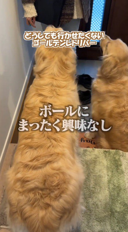 ボールを無視して女性を見上げる2頭の犬