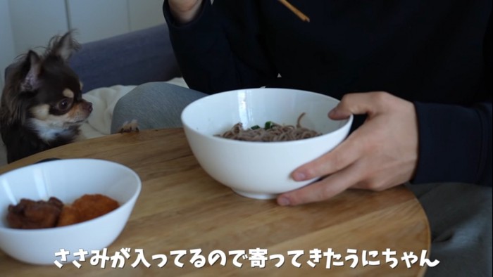 飼い主の食べる蕎麦を見つめる犬