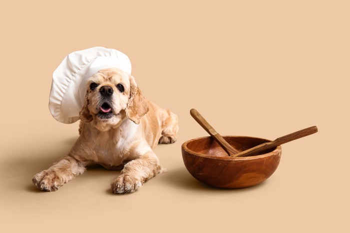 シェフ帽を被って調理道具のそばに伏せる犬