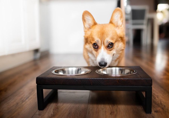 食器の前に立つ犬