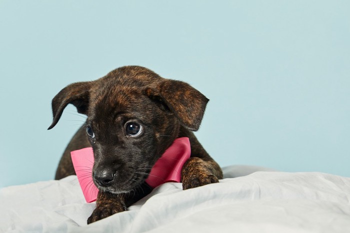 毛布に横たわる茶の犬