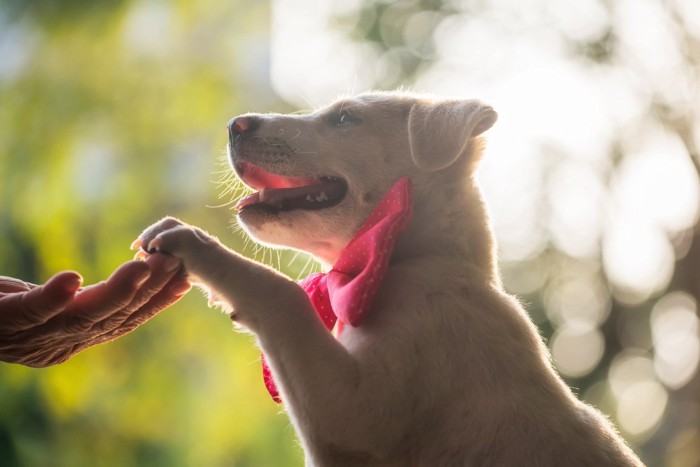 おてをするラブラドールの子犬