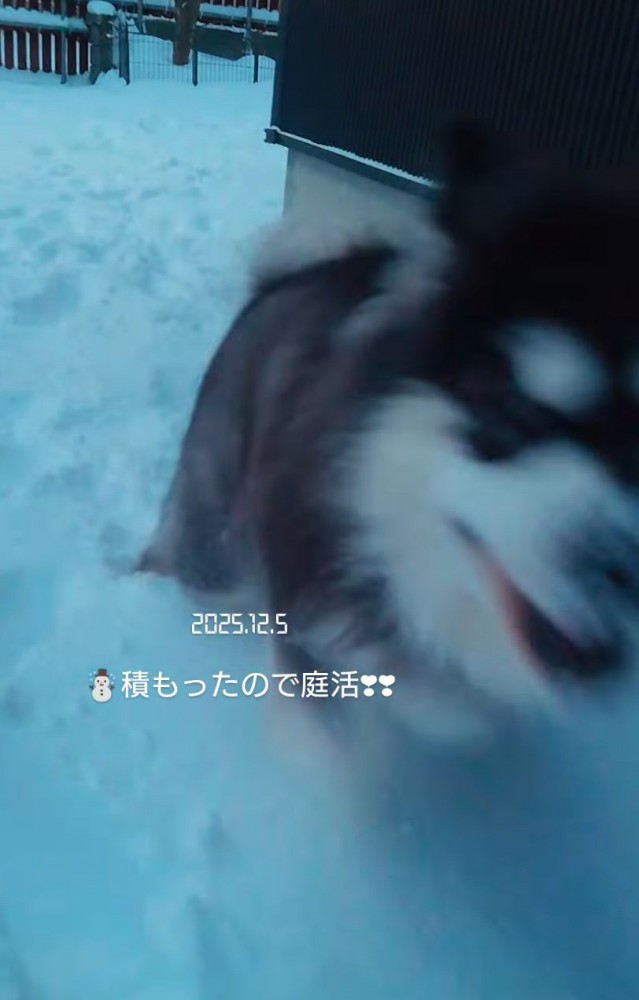 雪の中を走る子犬