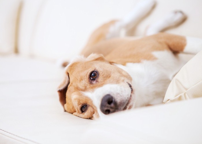 ソファで安心している犬