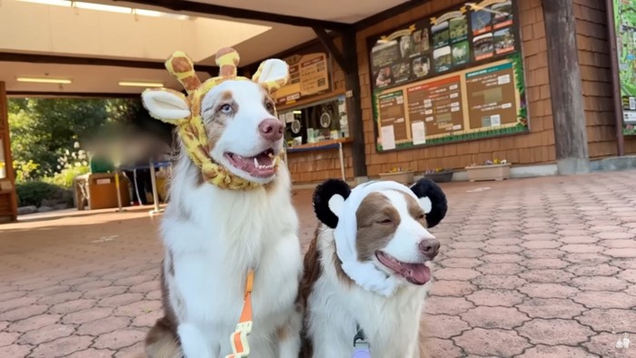 コスプレする2匹