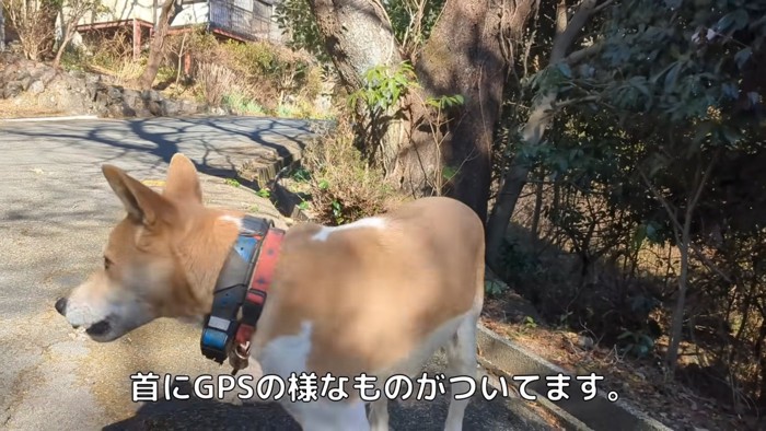 猟犬かも…？