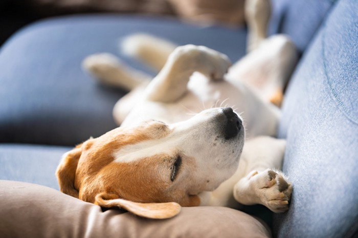 ソファで仰向けになってすやすや眠るビーグル