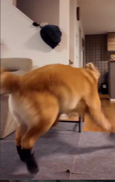 ドタバタ歩く姿に笑っちゃう！