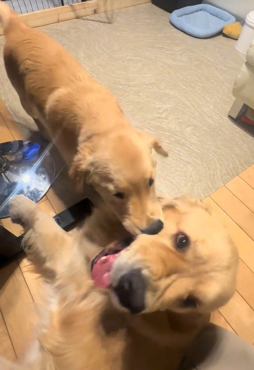 ボアちゃんが甘噛み！