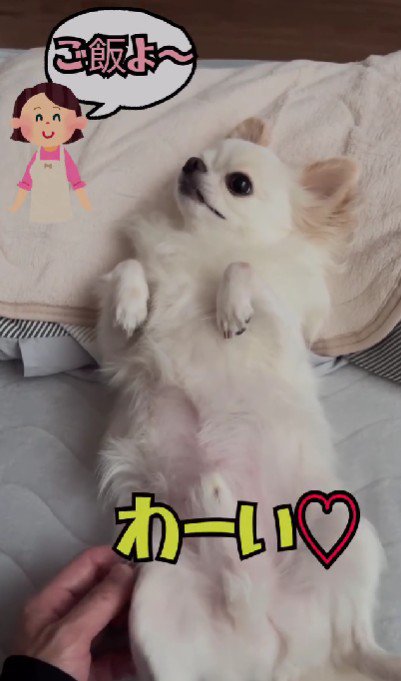 「こめちゃん、ご飯よ～」