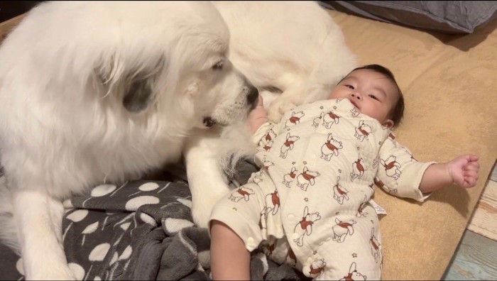 隣で寝転がっている赤ちゃんの顔を見つめる犬