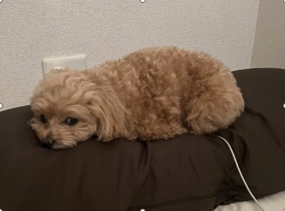 しょんぼり