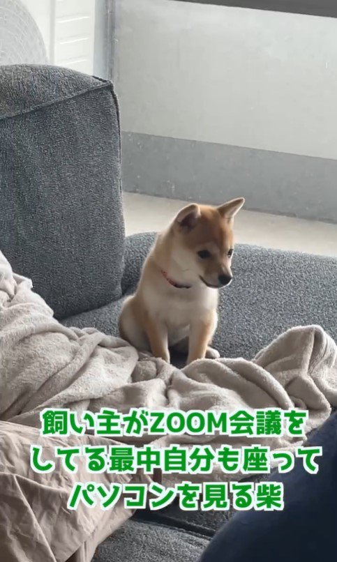 Zoom会議に参加するしゃちょーちゃん5