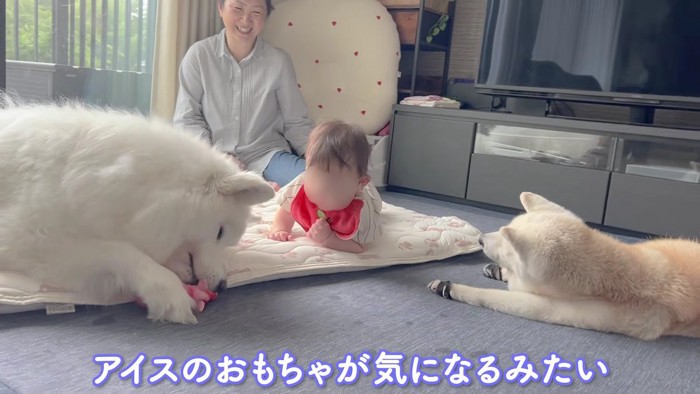おもちゃで遊ぶアイスちゃんと赤ちゃん