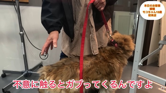 人に触られるのが苦手なモコちゃん