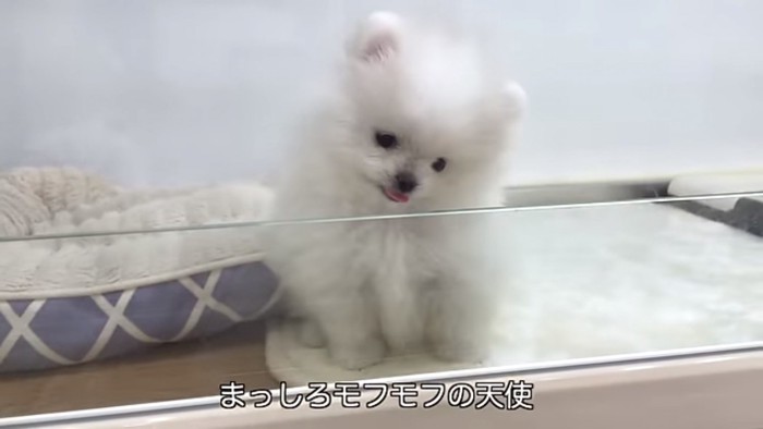 舌が出ているぺこちゃん